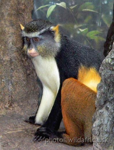 congo wolf 3.jpg - Wolf's Guenon (Cercopithecus wolfi).